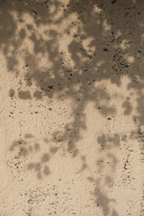 Aesthetic flower shadows in sunlight. Floral silhouette on neutral beige background