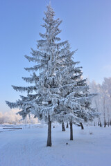 Winter Siberian forest, Omsk region