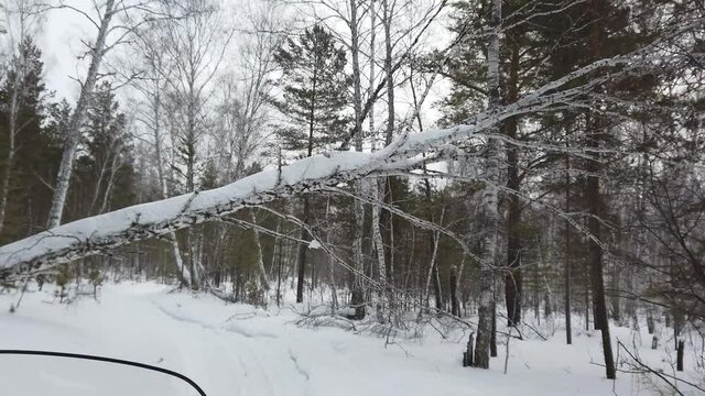 Steadicam shot from snowmobike riding snow track under fallen birch in forest