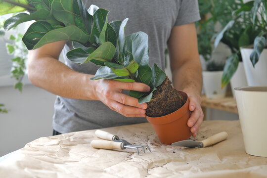 Potting Home Plants Using Shovel, Rakes. Transplanting Home Plant Ficus Lyrata. Close Up. Home Gardening. Plants Are Air Purifiers.