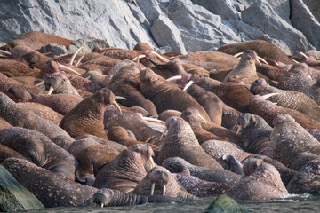 Walrus in the Arctic