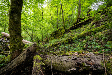 Unberührter Naturschutz Wald mit Moosigem Unterholz