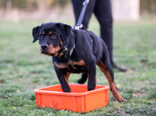 training of puppy rottweiler