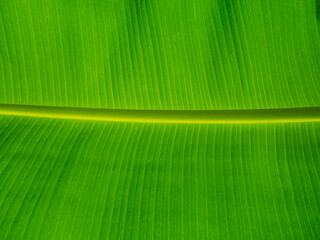 Fresh green banana leaf texture