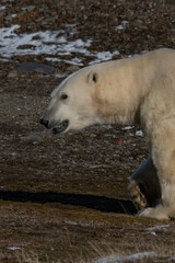 Obraz na płótnie Canvas Polar bear Wrangel island