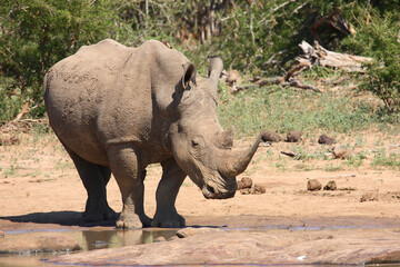 Breitmaulnashorn und Rotschnabel-Madenhacker / Square-lipped rhinoceros and Red-billed oxpecker /...
