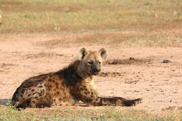 Tüpfelhyäne / Spotted hyaena / Crocuta crocuta..