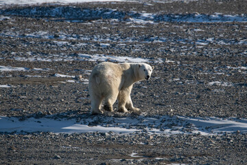 Polar bear Wrangel island