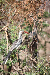Rotschnabeltoko / Red-billed hornbill / Tockus erythrorhynchus