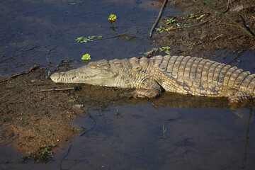 Nilkrokodil / Nile crocodile / Crocodylus niloticus