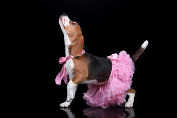 Funny young beagle dog in a pink skirt on a black background