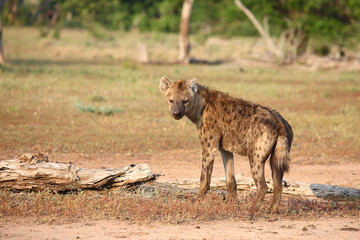 Tüpfelhyäne / Spotted hyaena / Crocuta crocuta..