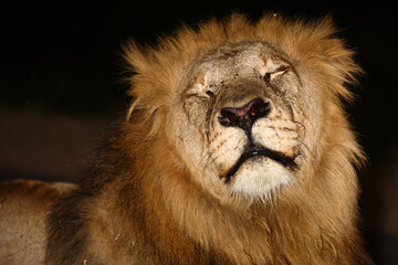 Afrikanischer Löwe / African lion / Panthera leo....