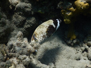 masked puffer Arothron diadematus is a pufferfish in the family Tetraodontidae View of a masked...