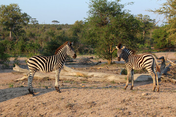 Fototapeta na wymiar Steppenzebra / Burchell's zebra / Equus burchellii.