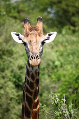 Giraffe / Giraffe / Giraffa camelopardalis