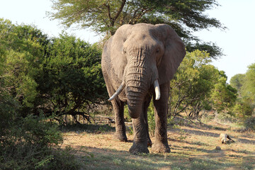 Afrikanischer Elefant / African elephant / Loxodonta africana