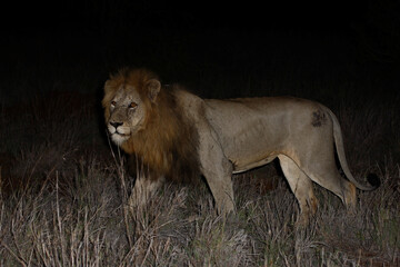 Afrikanischer Löwe / African lion / Panthera leo....