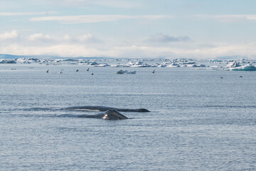 Fototapeta premium Bowhead whales in the Arctic ice fileds