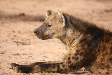 Fototapeta premium Tüpfelhyäne / Spotted hyaena / Crocuta crocuta..