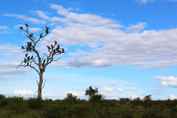 Weißrückengeier / White-backed Vulture / Gyps africanus