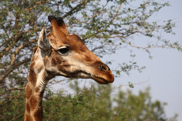 Giraffe / Giraffe / Giraffa camelopardalis