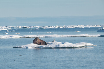 Obraz premium Walruis in the arctic