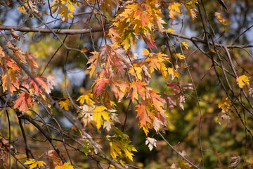 autumn leaves in the forest