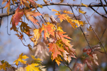 Fototapeta na wymiar autumn leaves in the sun