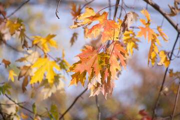 Fototapeta na wymiar autumn leaves against sky