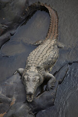 Nilkrokodil / Nile crocodile / Crocodylus niloticus