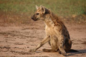 Tüpfelhyäne / Spotted hyaena / Crocuta crocuta..