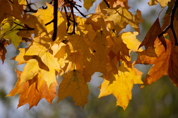 Fototapeta na wymiar autumn leaves on the tree