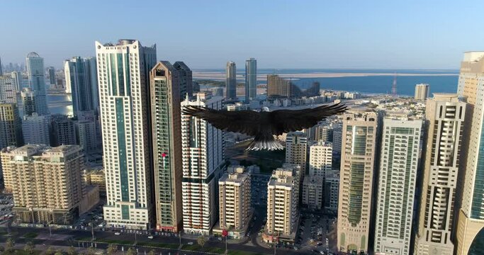 Bald eagle flies over the city of Sharjah.