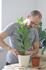 A young Caucasian man potting home plant ficus lyrata. Selective focus.
