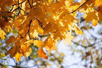 autumn leaves in the sun