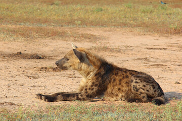Fototapeta premium Tüpfelhyäne / Spotted hyaena / Crocuta crocuta..