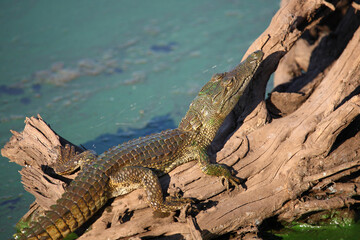 Nilkrokodil / Nile crocodile / Crocodylus niloticus..