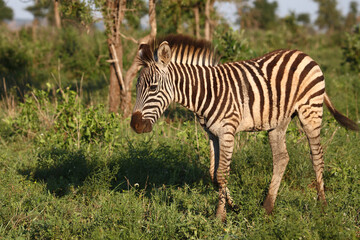 Fototapeta na wymiar Steppenzebra / Burchell's zebra / Equus burchellii.