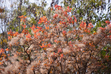 autumn leaves in the forest