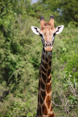 Giraffe / Giraffe / Giraffa camelopardalis