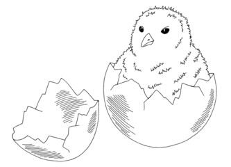 Chick hatched from egg graphic black white isolated sketch illustration vector