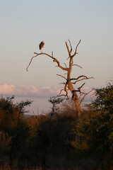 Marabu / Marabou Stork / Leptoptilos crumeniferus