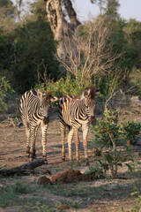 Steppenzebra / Burchell's zebra / Equus burchellii.