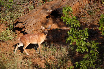 Sharpe-Greisbock / Sharpe's grysbok / Raphicerus sharpei
