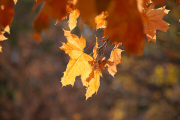 autumn maple leaves