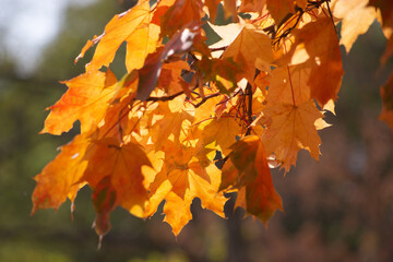 autumn leaves on the tree