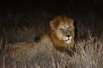 Fototapeta premium Afrikanischer Löwe / African lion / Panthera leo....