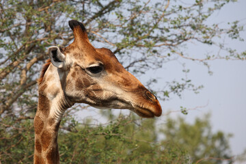 Giraffe / Giraffe / Giraffa camelopardalis