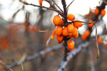 Branch with berries of sea buckthorn. Ripe sea buckthorn berries on a branch. Healthy vegan food concept